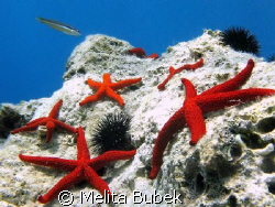 Island Korcula underwater ambient/Canon G9, f7,1, 1/160s by Melita Bubek 